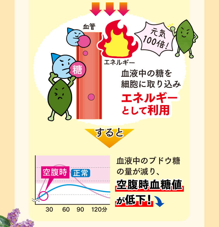 バナバ葉が血液中のブドウ糖の量を減らして空腹時血糖値を下げる