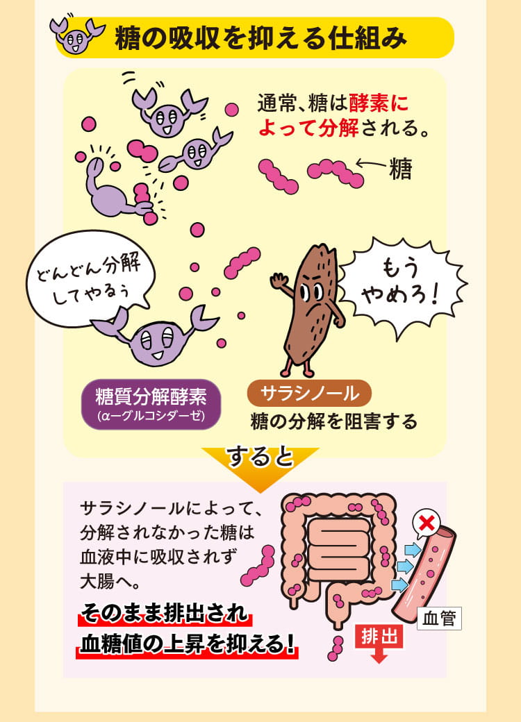 サラシノールが糖の分解を阻害し、血糖値の上昇を抑える