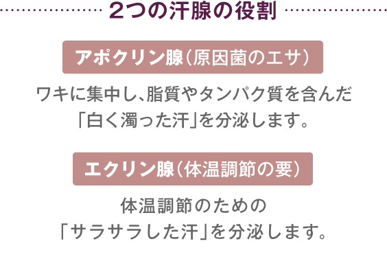 2つの汗腺の役割　アポクリン腺（原因菌のエサ）　エクリン腺（体温調節の要）