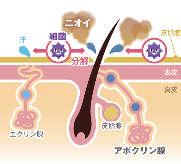 ニオイが発生する仕組み
