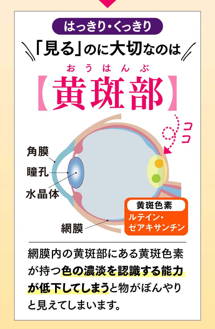 はっきり・くっきり「見る」のに大切なのは【黄斑部】