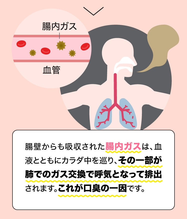 腸壁から吸収された腸内ガスは、血液とともにカラダ中を巡り、その一部は肺でのガス交換で呼気となって排出されます。これが口臭の一因です。