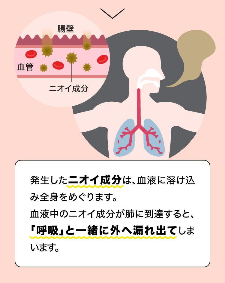 腸壁から吸収されたニオイ成分は、血液とともにカラダ中を巡り、その一部は「呼吸」と一緒に外へ漏れ出てしまいます。