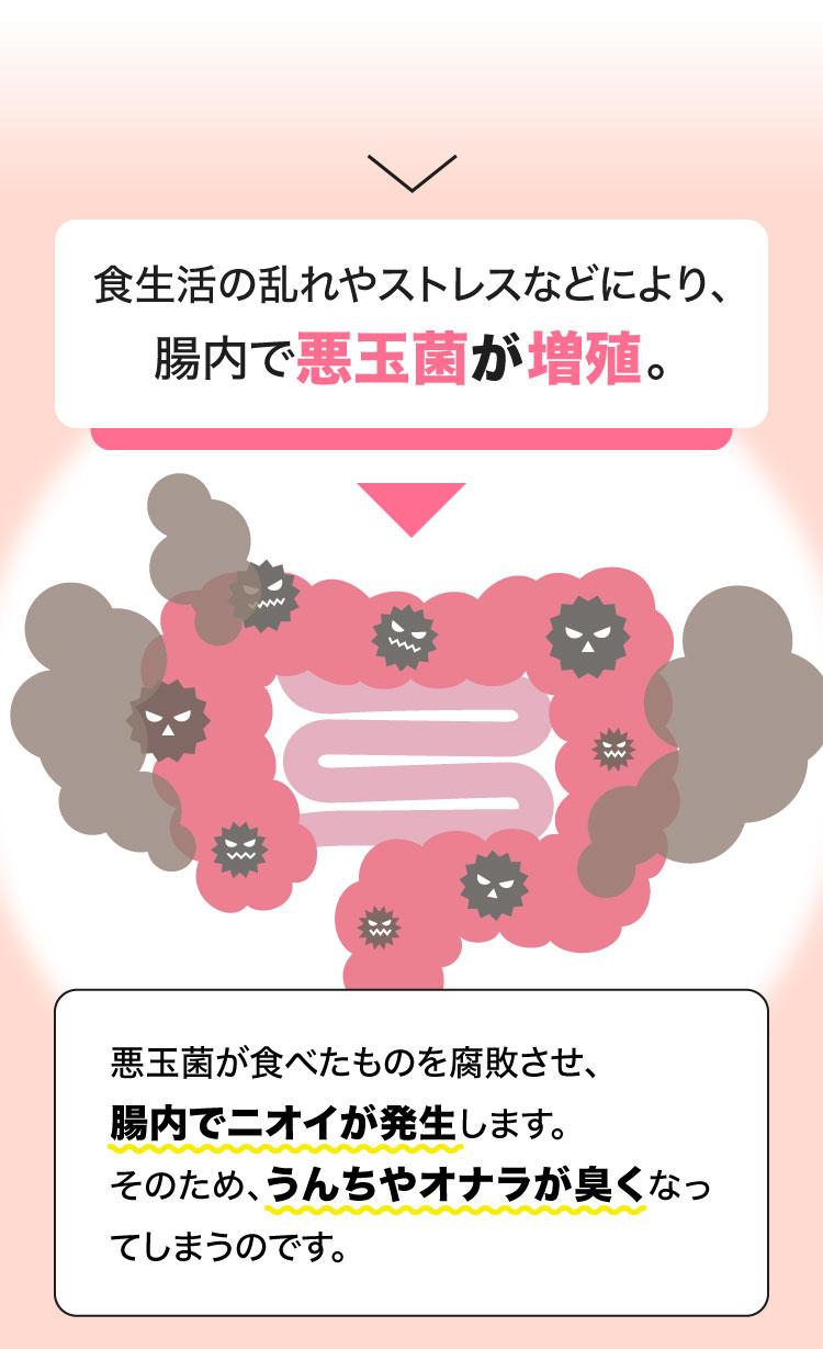 食生活の乱れやストレスなどにより、腸内で悪玉菌が増殖。結果、腸内でニオイが発生します。うんちやオナラが臭くなってしまう。