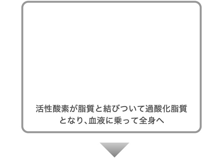 活性酸素が脂質と結びついて過酸化脂質となり、血液に乗って全身へ