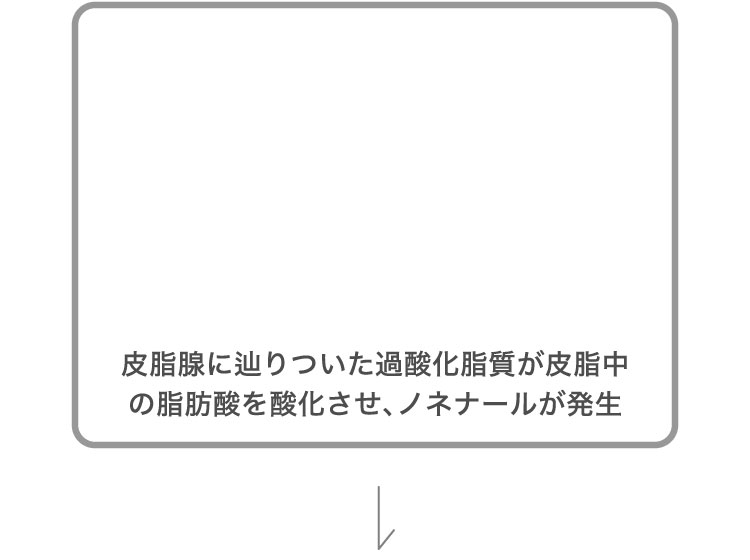 皮脂腺にたどり着いた過酸化脂質が皮脂中の脂肪酸を酸化させノネナールが発生