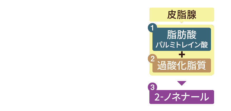 皮脂腺 ①脂肪酸パルミトレイン酸 ②過酸化脂質 ③2-ノネナール