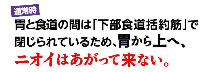 胃と食道の間は「下部食道括約筋」で閉じられているため、胃から上へ、ニオイはあがって来ない。