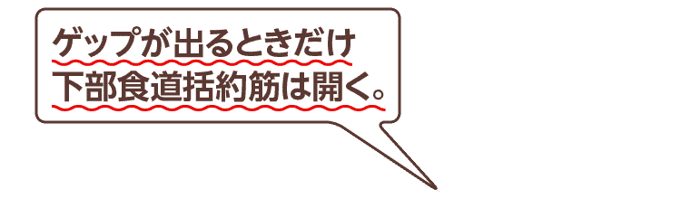 ゲップが出るときだけ下部食道括約筋は開く。