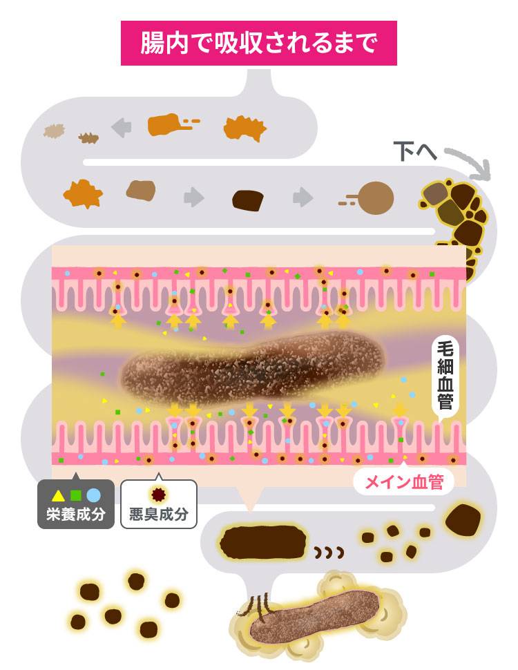 腸内で栄養素や匂いが吸収される