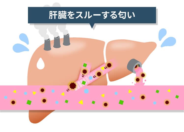 肝臓をスルーする匂い