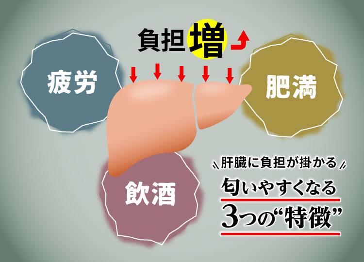 肝臓に負担が掛かる匂いやすくなる3つの特徴「疲労」、「飲酒」、「肥満」のイラスト