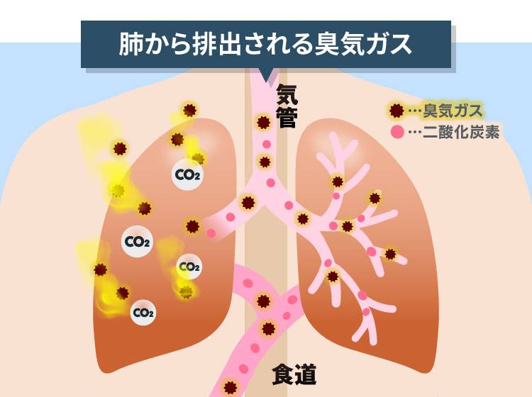 肺から排出される臭気ガス