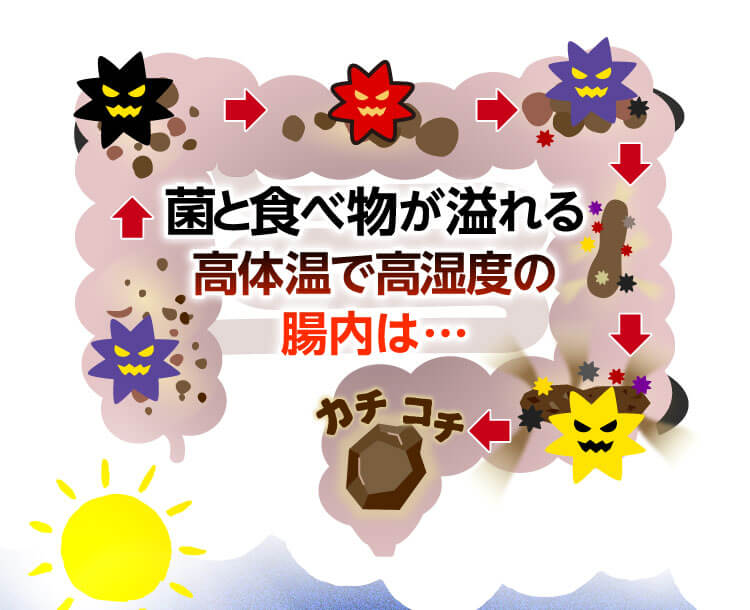 菌と食べ物が溢れる高体温で高湿度の腸内は…