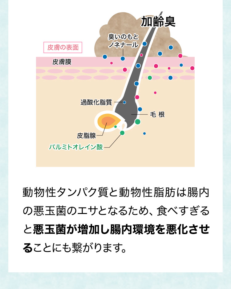 動物性タンパク質と動物性脂肪は腸内の悪玉菌のエサとなるため、食べすぎると悪玉菌が増加し腸内環境を悪化させることにも繋がります。