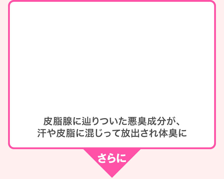 皮脂腺に辿りついた悪臭成分が、汗や皮脂に混じって放出され体臭に