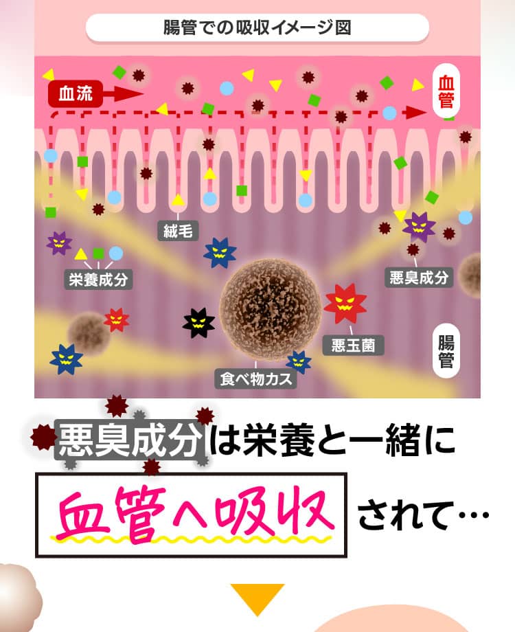 悪臭成分は栄養と一緒に血管へ吸収されて… 