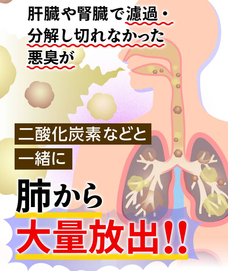 肝臓や腎臓で濾過・分解し切れなかった悪臭が二酸化炭素などと一緒に肺から大量放出！！ 
