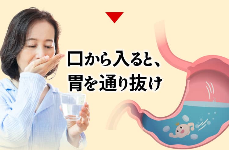 口から入ると、胃を通り抜け