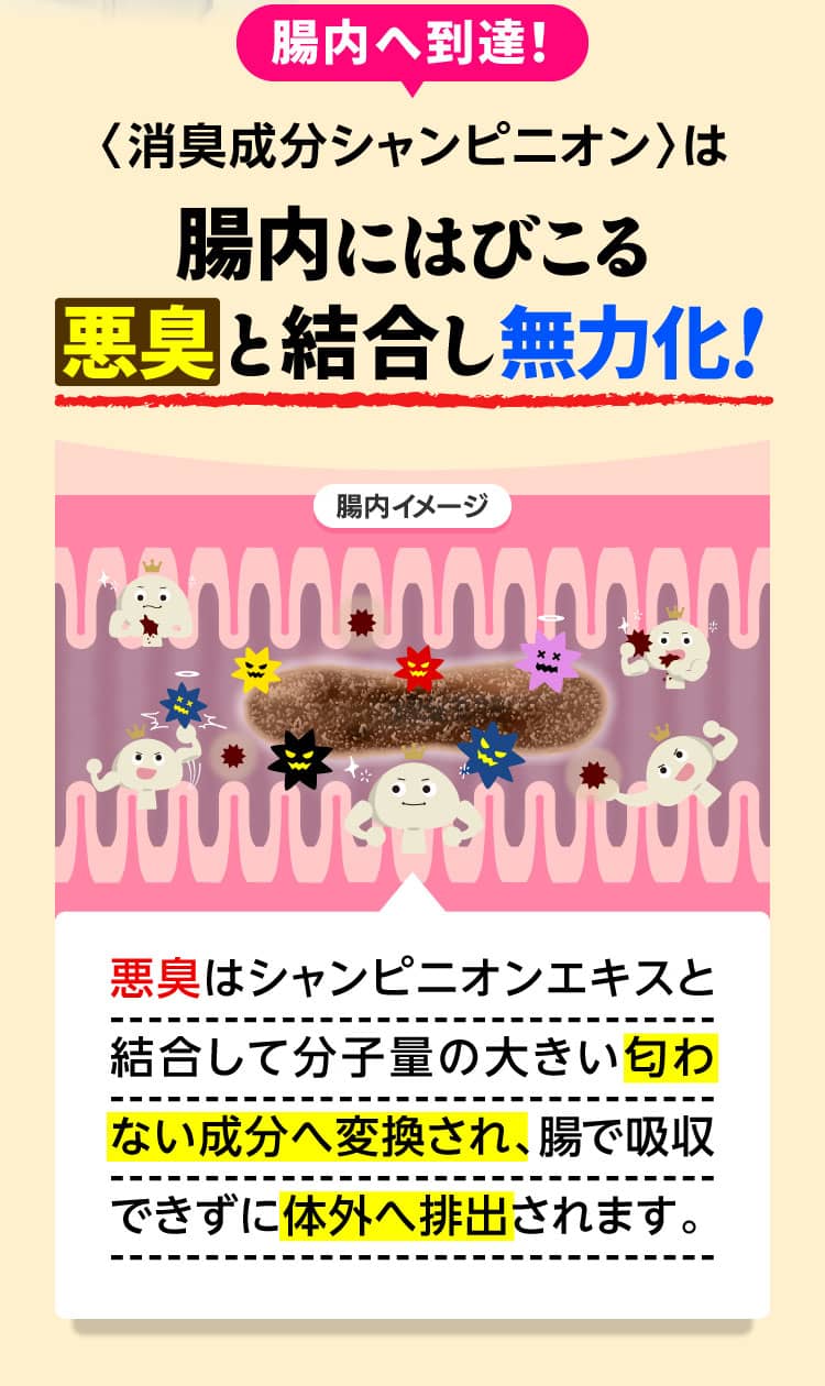 腸内へ到達！〈消臭成分シャンピニオン〉は腸内にはびこる悪臭と結合し無力化！