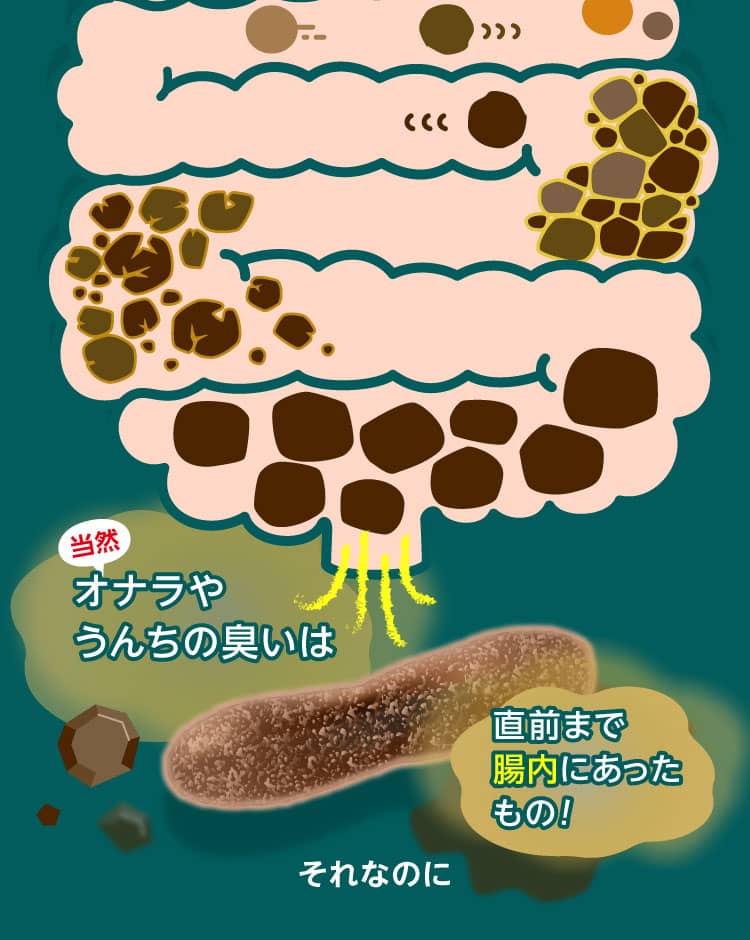 オナラやうんちの臭いは直前まで腸内にあったもの！