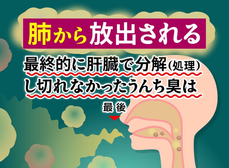 肺から放出される肝臓で解毒し切れなかったうんち臭は
