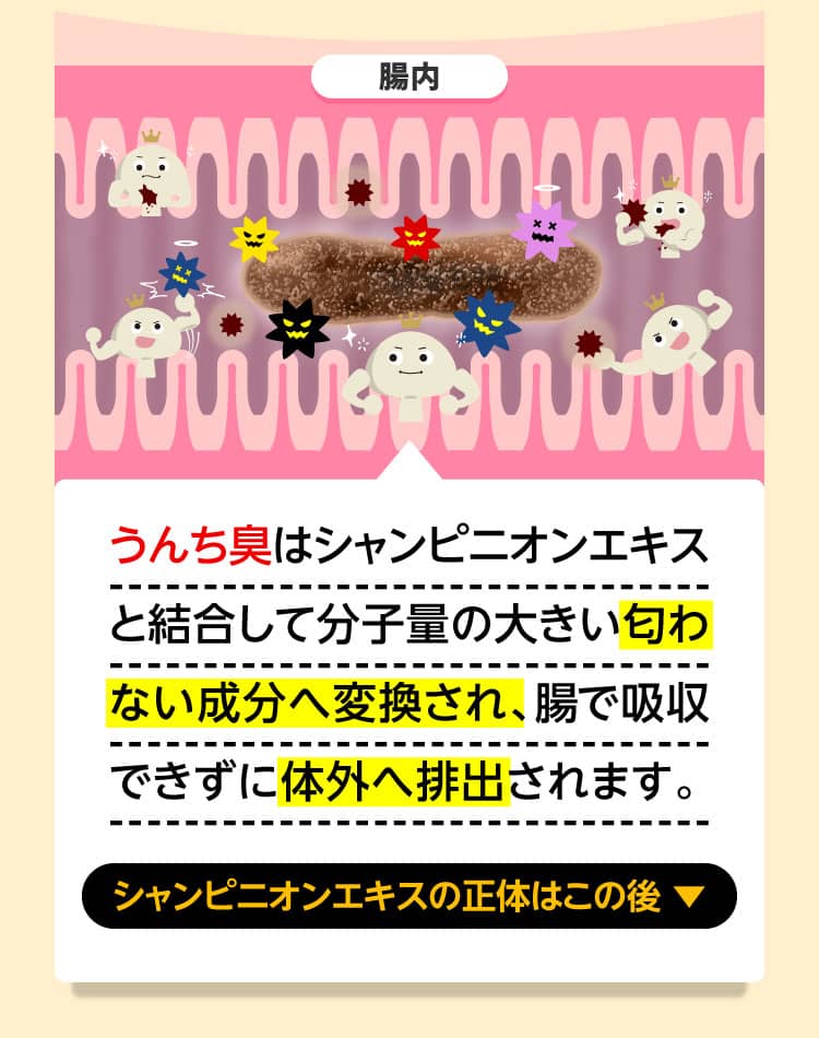 うんち臭はシャンピニオンエキスと結合して分子量の大きい匂わない成分へ変換され、腸で吸収できずに体外へ排出されます。シャンピニオンエキスの正体はこの後…