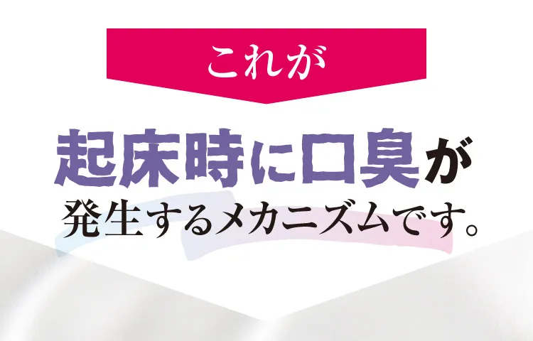 これが起床時に口臭が発生するメカニズムです。