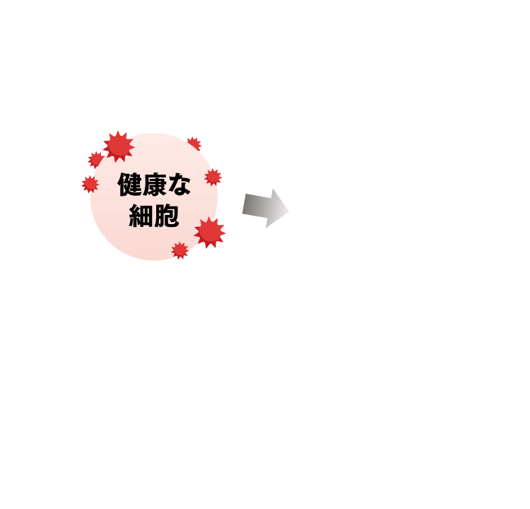 健康な細胞⇒