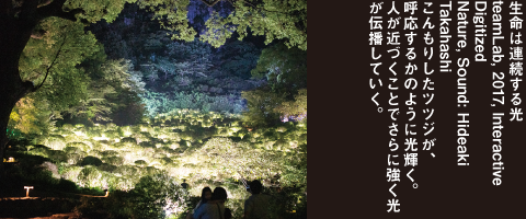 生命は連続する光　teamLab, 2017, Interactive Digitized Nature, Sound: Hideaki Takahashi　こんもりしたツツジが、呼応するかのように光輝く。人が近づくことでさらに強く光が伝播していく。