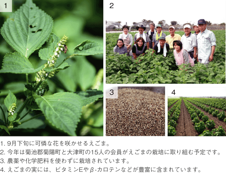 グリーンハウス 健康にいいこと通信5月号 油なのに太らない 今話題の えごま油 グリーンハウス公式