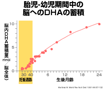 胎児-幼児期間中の脳へのDHAの蓄積