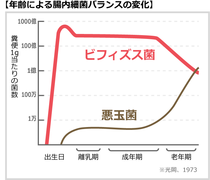 年齢による腸内細菌バランスの変化