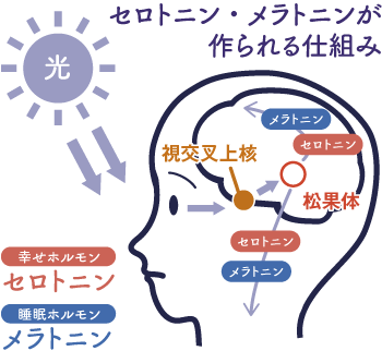 セロトニン・メラトニンが作られる仕組み