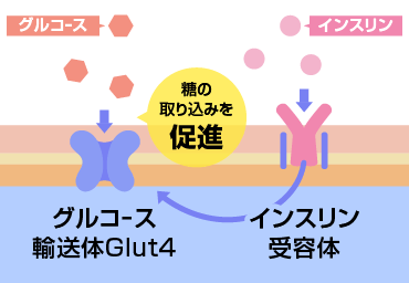 コロソリン酸の作用イメージ