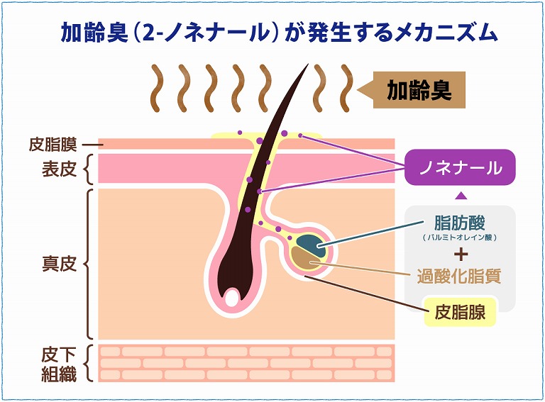 加齢臭の元、ノネナールが発生するメカニズム