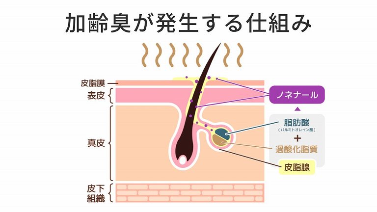 加齢臭が発生する原因