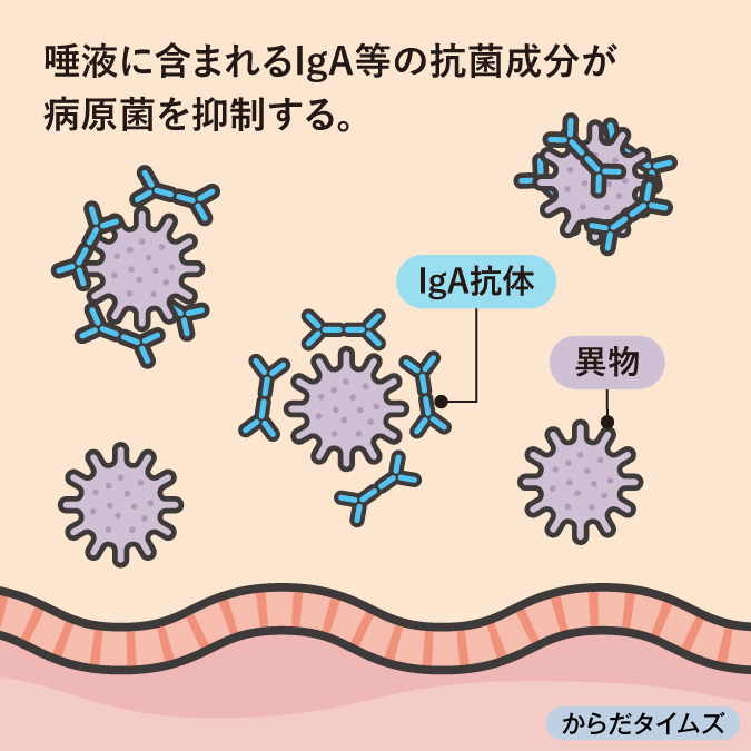 IgA抗体－異物　イラスト