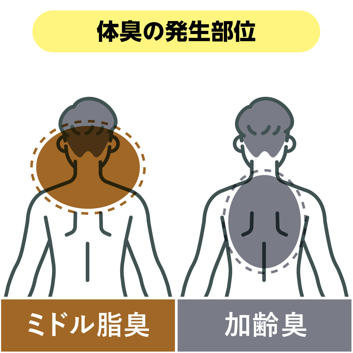 体臭の発生部位－ミドル脂臭、加齢臭－