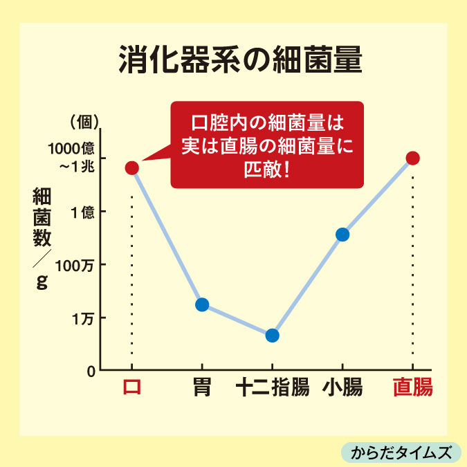 グラフ：消化器系の細菌量