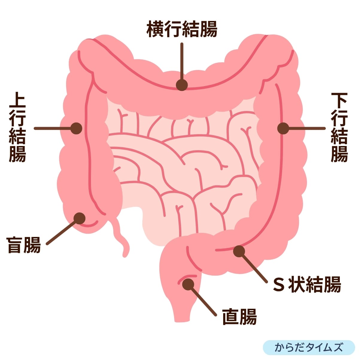 腸を刺激するマッサージ