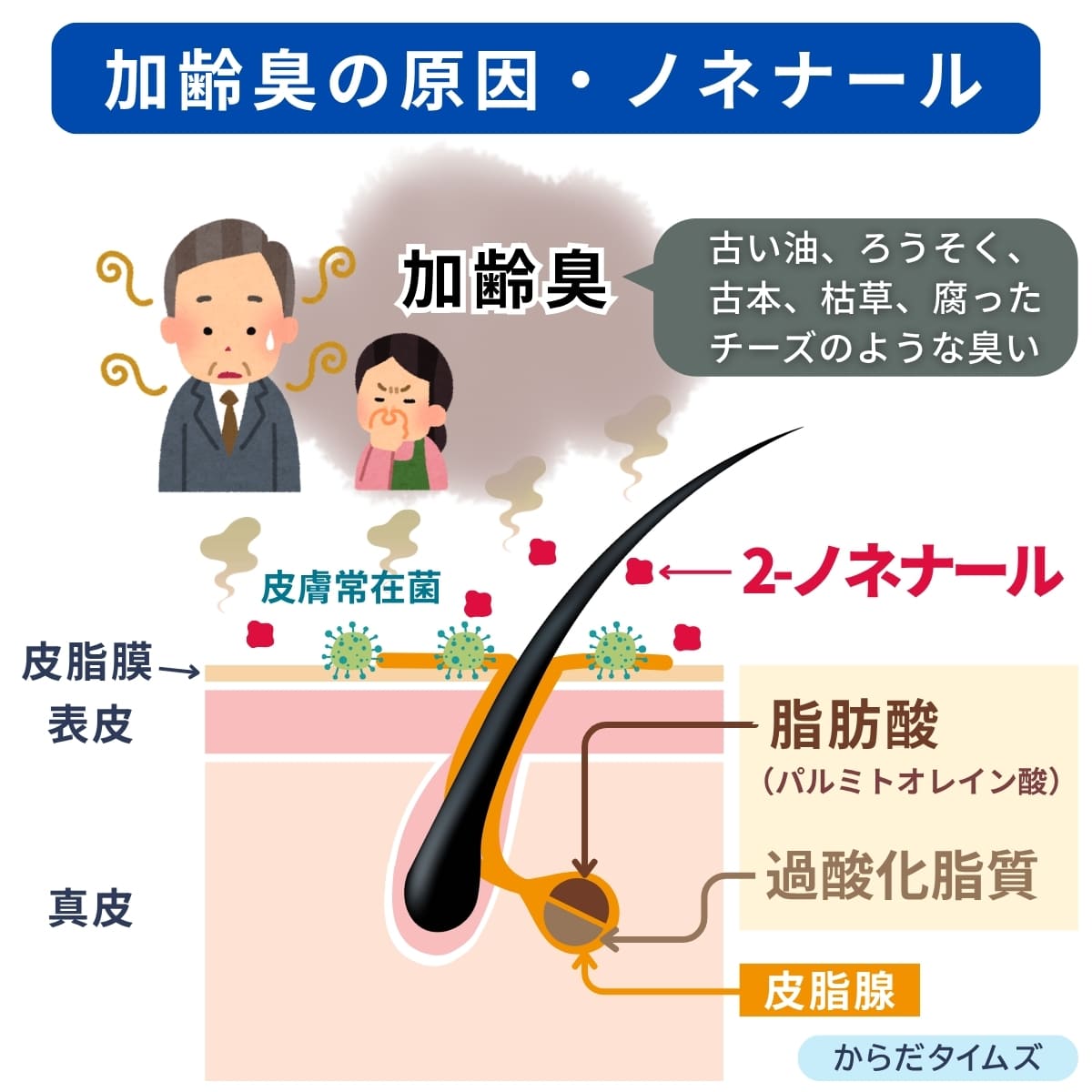 加齢臭の原因ノネナール