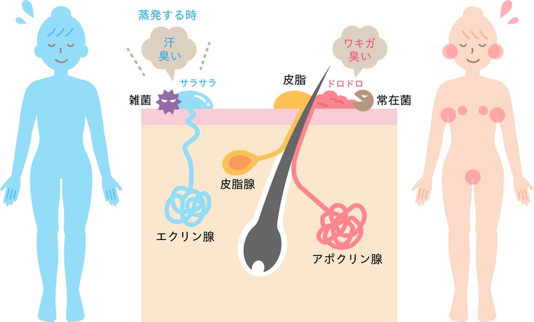 気になる女性特有の体臭 原因別の改善方法を徹底解説 グリーンハウス公式 毎日の健康をサポートする健康食品 サプリメントの通販