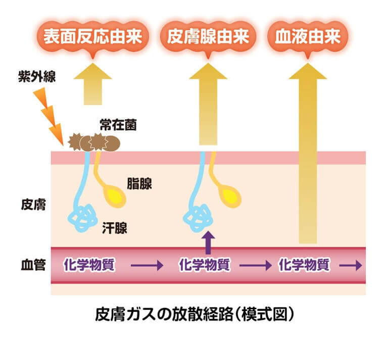 体臭の原因となる皮膚ガス