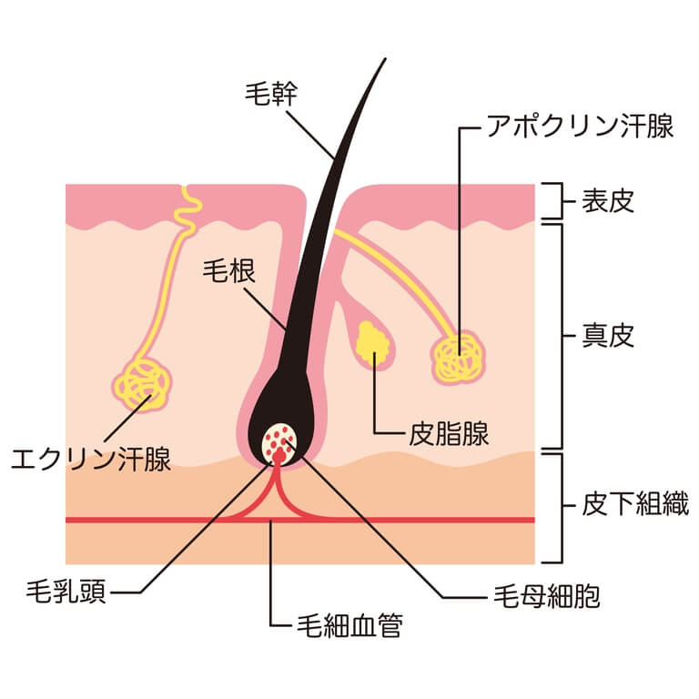 汗腺の構造
