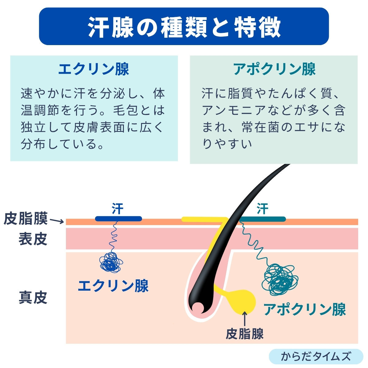 汗腺の種類と特徴