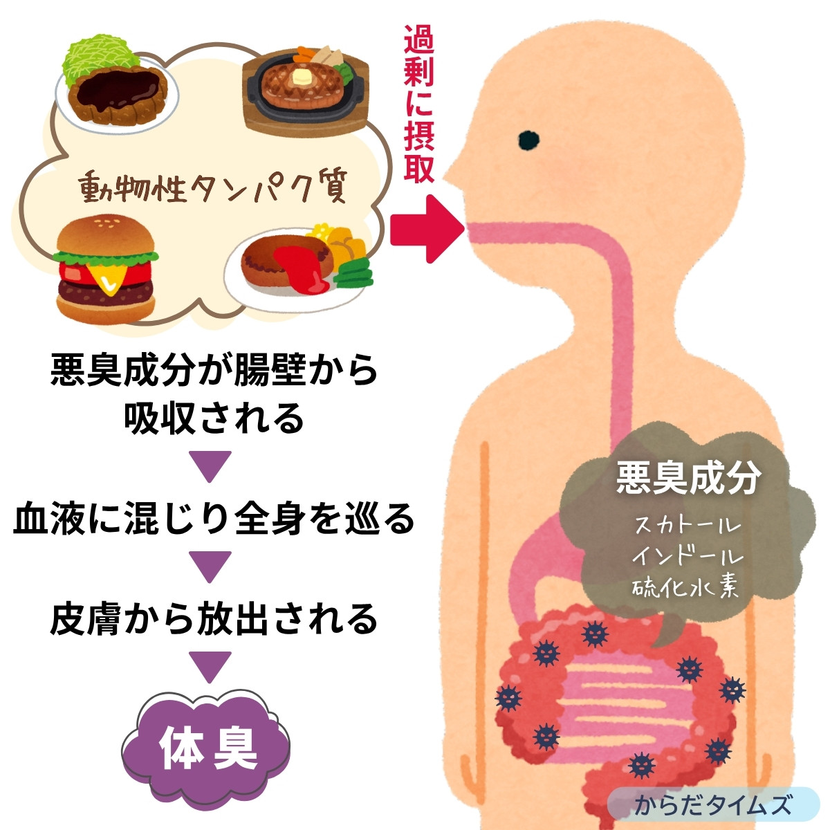 動物性タンパク質は腸内から悪臭成分を発生させる