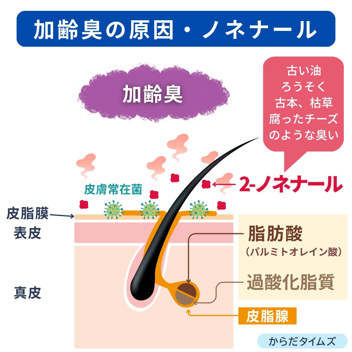 加齢臭の主な原因はノネナール