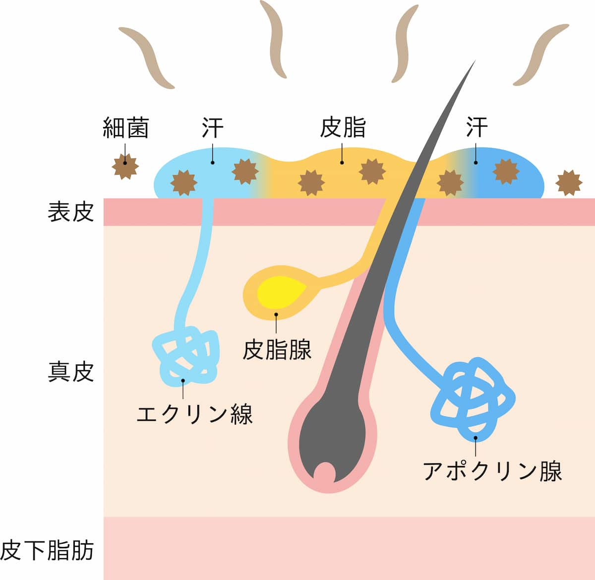 脇汗が臭い原因は？