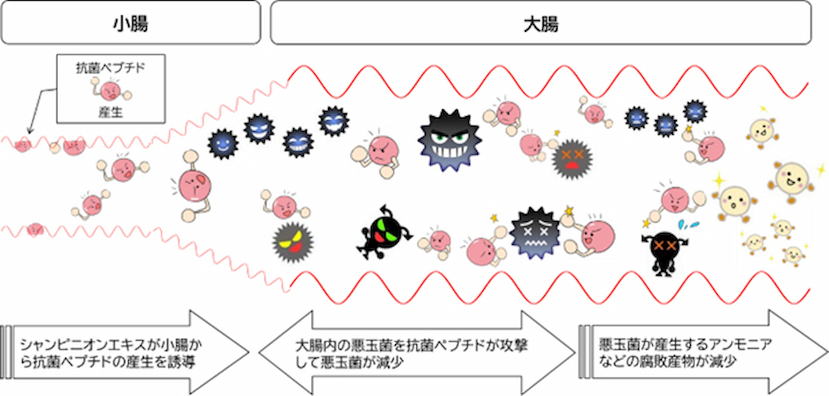 抗菌ペプチド誘導活性作用